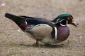 Carolina duck (Aix sponsa). Royalty Free Stock Photo