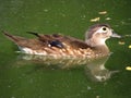 Carolina duck, colorful female of wood duck, named also Carolina duck, zoological name Aix sponsa, small ornamental duck Royalty Free Stock Photo