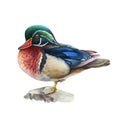 Carolina duck watercolor illustration. Hand drawn realistic bird image. Carolina male duck on the stone side view. Royalty Free Stock Photo