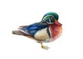 Carolina duck watercolor illustration. Hand drawn realistic bird image. Carolina male duck side view. Beautiful bird illustration.