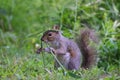 Carolina gray squirrel (Sciurus carolinensis) eating grass