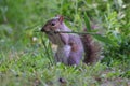 Carolina gray squirrel (Sciurus carolinensis) eating grass