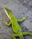 Carolina Green Anole Gecko Lizard Royalty Free Stock Photo