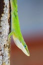 Carolina Green Anole Gecko Lizard Royalty Free Stock Photo