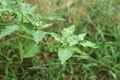 Carolina horse-nettle