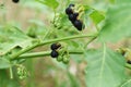 Carolina horse-nettle