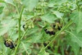 Carolina horse-nettle