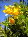 Carolina Jasmine Under Carolina Blue Sky Royalty Free Stock Photo