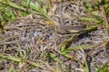 Carolina Locust, Grasshopper