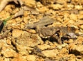 Carolina locust laying eggs