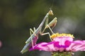 Carolina Mantis Insect on Pink Zinnia Blossom - Arthropoda Royalty Free Stock Photo