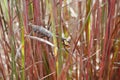 Carolina Mantis in Little Bluestem - Fall Foliage Royalty Free Stock Photo