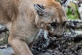 Carolina Panther at a wildlife refuge Royalty Free Stock Photo