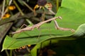 Carolina Praying Mantis (Stagmomantis carolina) Royalty Free Stock Photo