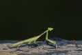 A Carolina Praying Mantis Stagmomantis carolina Stands Alert on a Post in Mexico