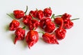 Carolina Reaper Royalty Free Stock Photo