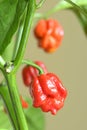 Carolina Reaper hot pepper, cultivar of the Capsicum chinense plant, hottest chili pepper in the world