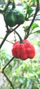 Carolina reaper Royalty Free Stock Photo