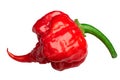 Carolina reaper pepper c. chinense, paths