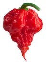 Carolina reaper pepper c. chinense, paths Royalty Free Stock Photo