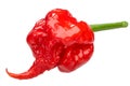 Carolina reaper pepper c. chinense, paths Royalty Free Stock Photo