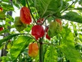 Carolina Reaper, The World's Hottest Pepper