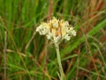 Carolina redroot (Lachnanthes caroliana)