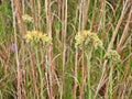 Carolina redroot (Lachnanthes caroliana)