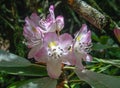 Carolina Rhododendron in dappled sunlight