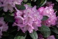 Carolina rhododendron is an evergreen shrub, a species of the Caroliniana subsection.