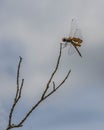 Carolina Saddlebag Dragonfly in the Clouds Royalty Free Stock Photo