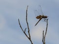 Carolina Saddlebag Dragonfly on Top of a Twig Royalty Free Stock Photo