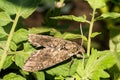Carolina Sphinx Moth - Manduca sexta