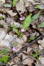 Carolina Springbeauty (Claytonia caroliniana) flowers in bloom along hiking trail at Copeland Forest Royalty Free Stock Photo