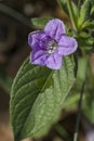 Carolina Wild Petunia - Ruellia caroliniensis