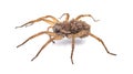 Carolina wolf spider - Hogna carolinensis - with babies on her back or abdomen, side view extreme detail throughout, isolated