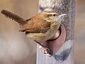 Carolina wren Royalty Free Stock Photo