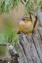 Carolina Wren 1a Royalty Free Stock Photo