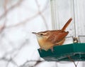 Carolina Wren