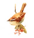 Carolina Wren Bird on the branch with berries Watercolor Illustration Hand Painted Royalty Free Stock Photo