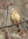 Carolina Wren bird perched on branch and singing in thick bush Royalty Free Stock Photo