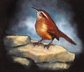 Carolina Wren, Bird Perched on Rocks, Oil Pastel Art