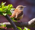 Carolina Wren Bird Perched In A Tree Branch Royalty Free Stock Photo