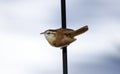 Carolina Wren on pole, Georgia, USA Royalty Free Stock Photo