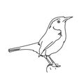 Carolina wren bird vector illustration