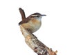 Carolina Wren On A Branch Isolated Royalty Free Stock Photo