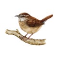 Carolina wren on the branch. Watercolor illustration. Tiny cute American native songbird image. Hand drawn realistic