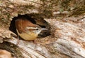 Carolina Wren Royalty Free Stock Photo