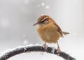 Carolina Wren with Falling Snow Royalty Free Stock Photo