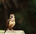 Carolina Wren fledgling w/beak open Royalty Free Stock Photo